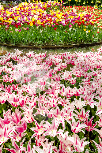 Image of Tulip field in Keukenhof Gardens, Lisse, Netherlands