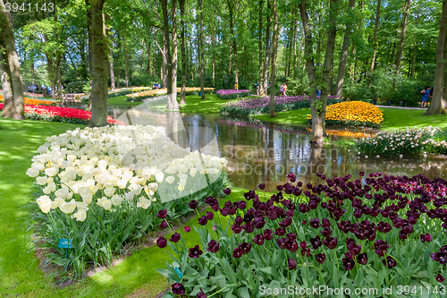 Image of Tulip field in Keukenhof Gardens, Lisse, Netherlands