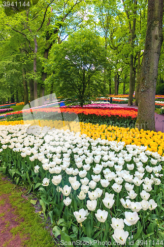 Image of Tulip field in Keukenhof Gardens, Lisse, Netherlands