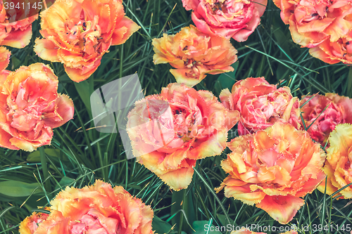 Image of Tulip field in Keukenhof Gardens, Lisse, Netherlands