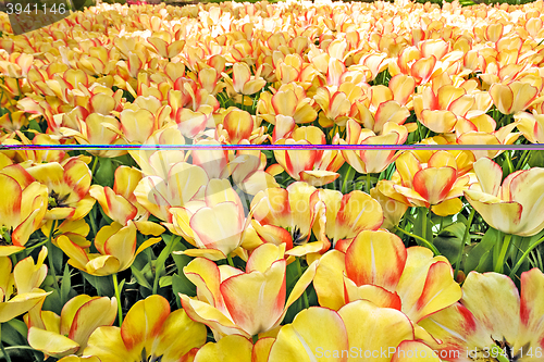 Image of Tulip field in Keukenhof Gardens, Lisse, Netherlands