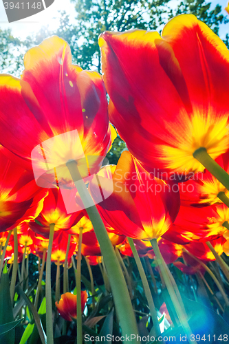 Image of Tulip field in Keukenhof Gardens, Lisse, Netherlands