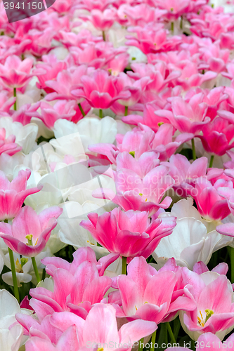 Image of Tulip field in Keukenhof Gardens, Lisse, Netherlands