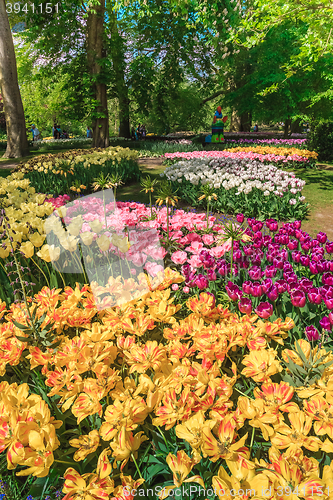 Image of Tulip field in Keukenhof Gardens, Lisse, Netherlands