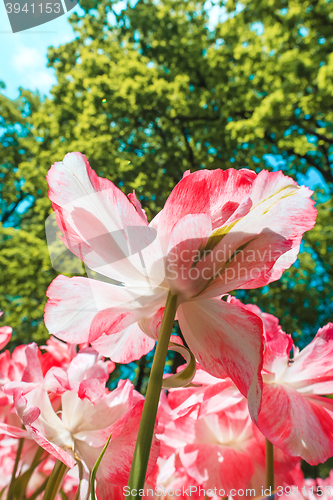 Image of Tulip field in Keukenhof Gardens, Lisse, Netherlands