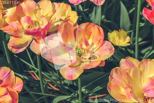 Image of Tulip field in Keukenhof Gardens, Lisse, Netherlands