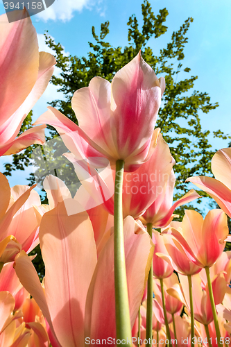 Image of Tulip field in Keukenhof Gardens, Lisse, Netherlands