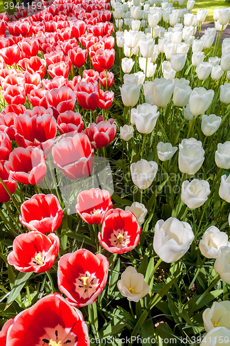 Image of Tulip field in Keukenhof Gardens, Lisse, Netherlands