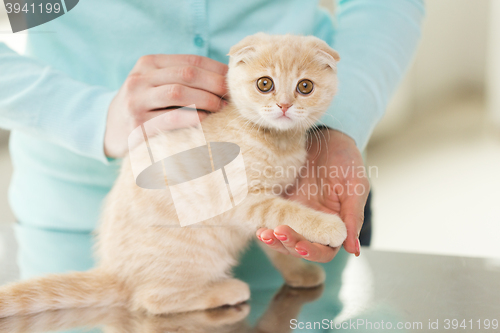 Image of close up of scottish fold kitten and woman