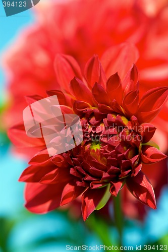 Image of Bud of Dahlia