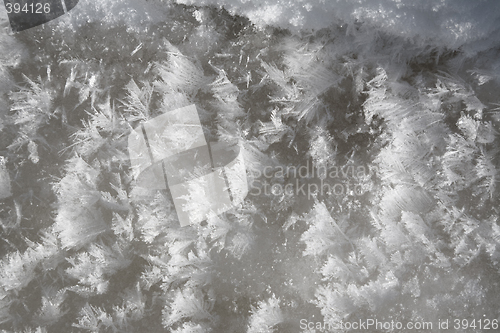 Image of Frost