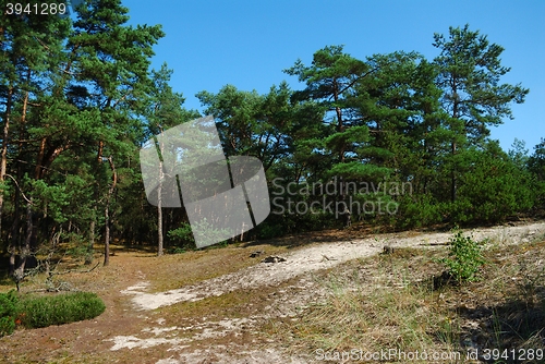 Image of Summer landscape with trees