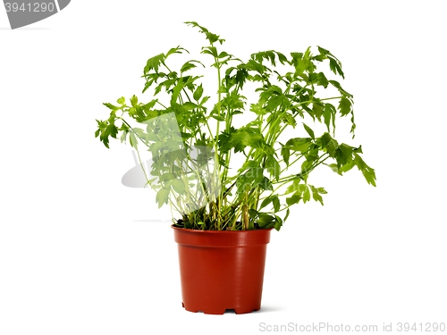 Image of Flower pot with lovage