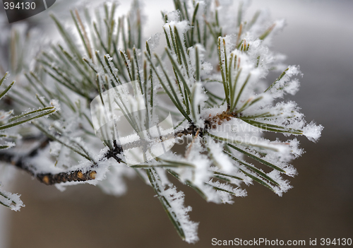 Image of Hoarfrost