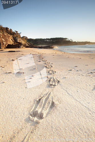 Image of Kangaroo prints in the sand