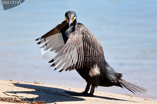 Image of Great Cormorant - Phalacrocorax carbo