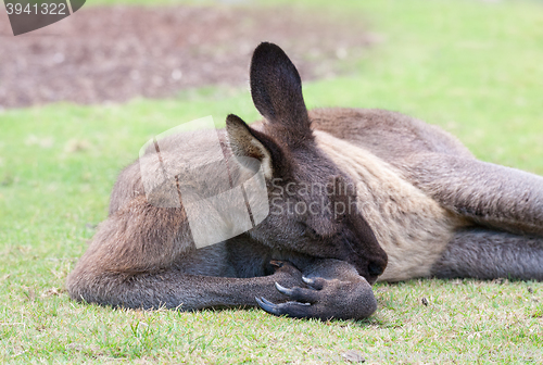 Image of male kangaroo sleeps