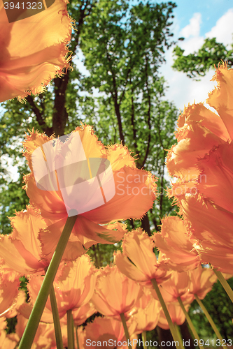 Image of Tulip field in Keukenhof Gardens, Lisse, Netherlands