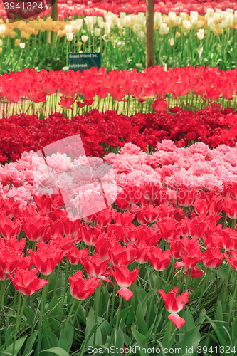 Image of Tulip field in Keukenhof Gardens, Lisse, Netherlands