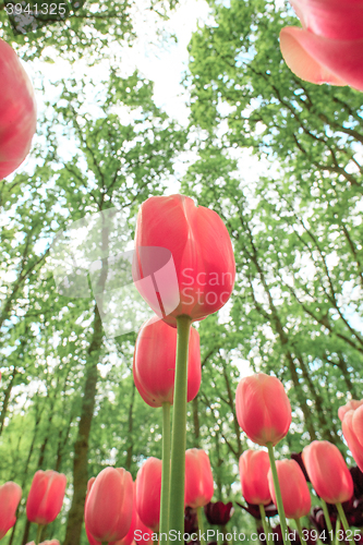 Image of Tulip field in Keukenhof Gardens, Lisse, Netherlands