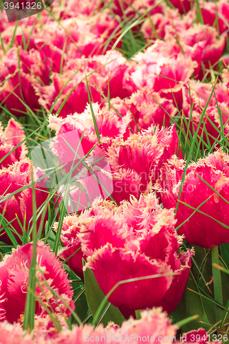 Image of Tulip field in Keukenhof Gardens, Lisse, Netherlands