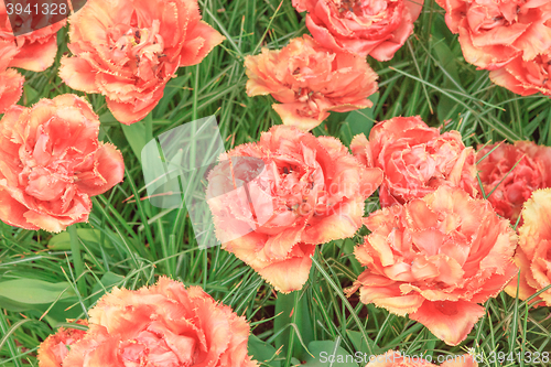 Image of Tulip field in Keukenhof Gardens, Lisse, Netherlands