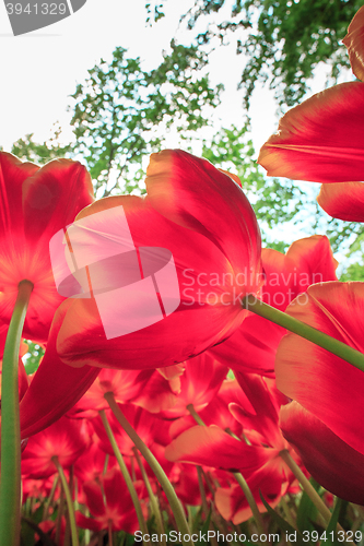 Image of Tulip field in Keukenhof Gardens, Lisse, Netherlands