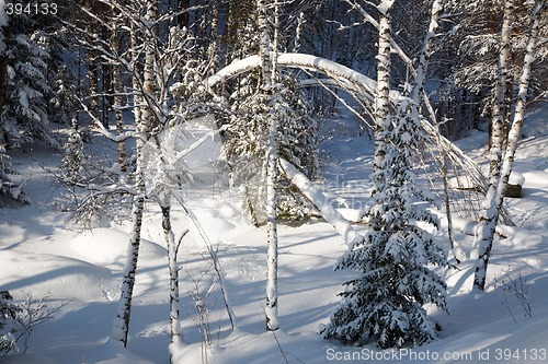 Image of Winter forest