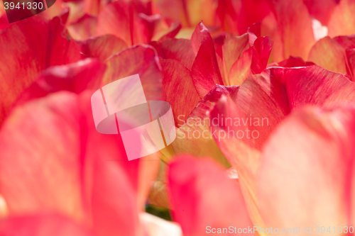 Image of Tulip field in Keukenhof Gardens, Lisse, Netherlands