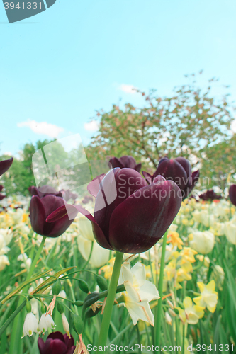 Image of Tulip field in Keukenhof Gardens, Lisse, Netherlands