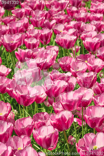 Image of Tulip field in Keukenhof Gardens, Lisse, Netherlands