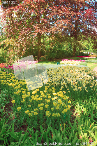 Image of Tulip field in Keukenhof Gardens, Lisse, Netherlands