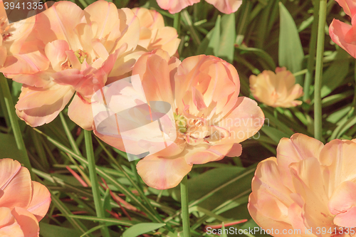 Image of Tulip field in Keukenhof Gardens, Lisse, Netherlands