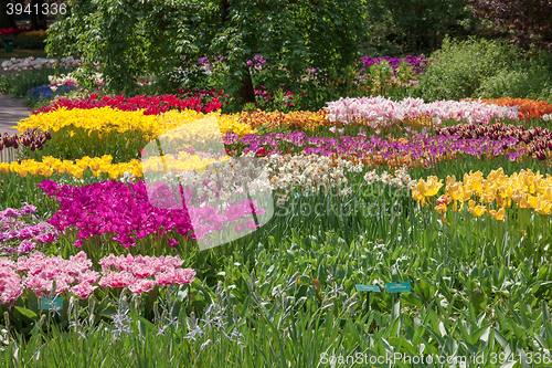 Image of Tulip field in Keukenhof Gardens, Lisse, Netherlands