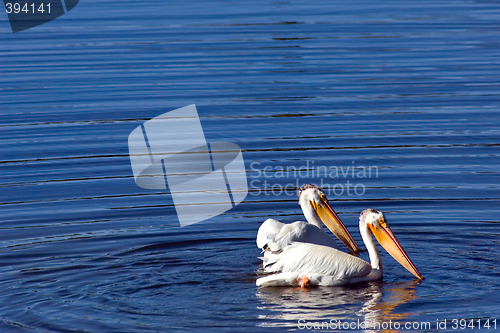 Image of Yellowstone river