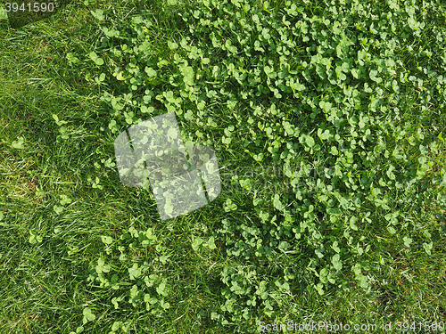 Image of Grass meadow background