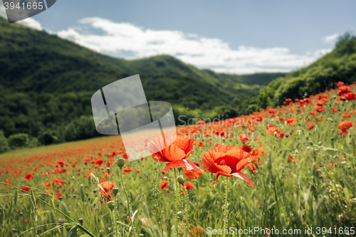 Image of poppy field