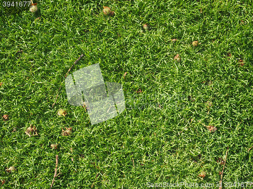 Image of Grass meadow background