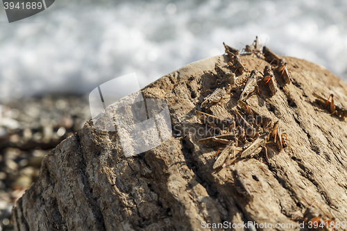 Image of Pague of locusts on the sea coast