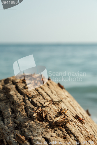 Image of Pague of locusts on the sea coast