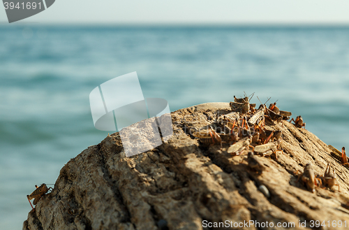 Image of Pague of locusts on the sea coast