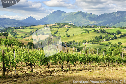 Image of Typical landscape Marche Italy