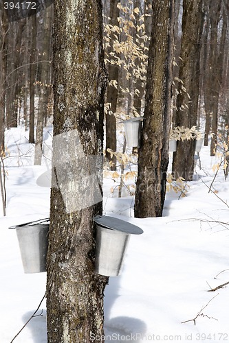 Image of Spring forest during maple syrup season