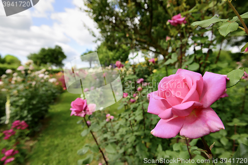 Image of Rose garden in Italy Marche