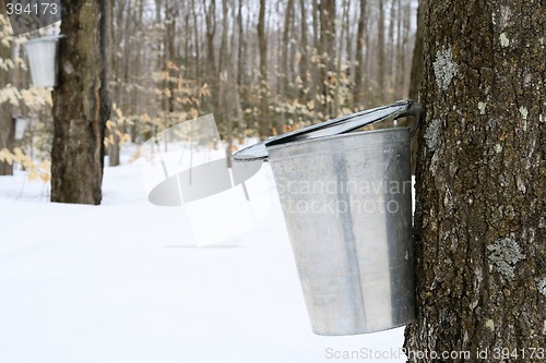 Image of Droplet of maple sap falling into a pail