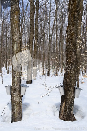 Image of Forest in springtime during maple syrup season
