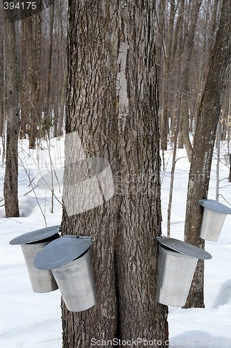 Image of Maple syrup production, springtime