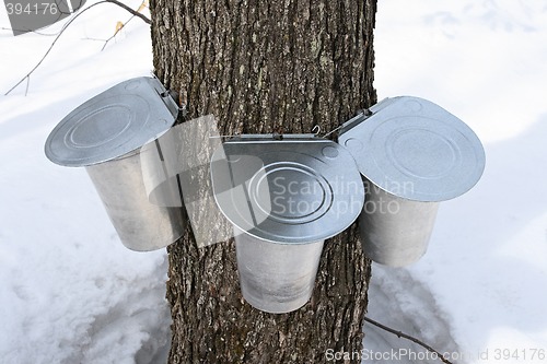 Image of Pails on a maple tree for collecting sap