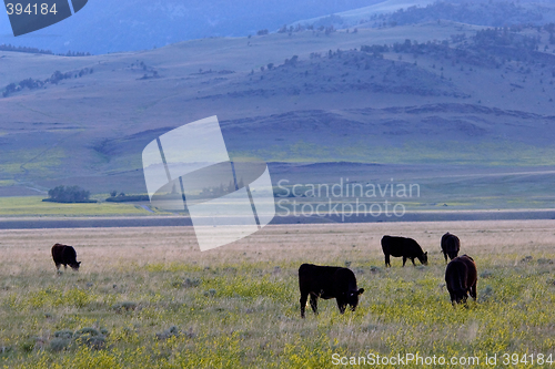 Image of Cattle ranch