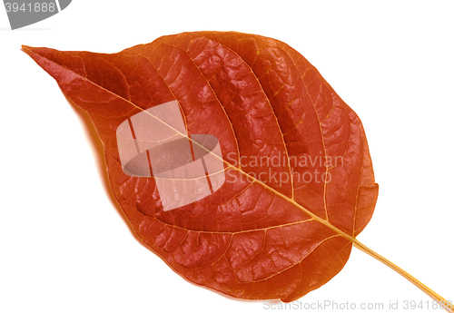 Image of Autumn leaf on white